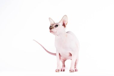 Beyaz arka planda sfenks cinsinin yetişkin pembe kedisi.