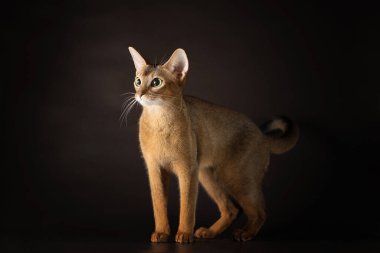 Karanlık bir stüdyonun arka planında duran Habeş türünün bakımlı kedisi.