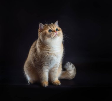 purebred british shorthair cat sitting on a black background