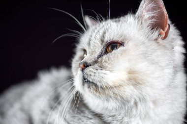 Gri bir kedinin portresi. Yakından.