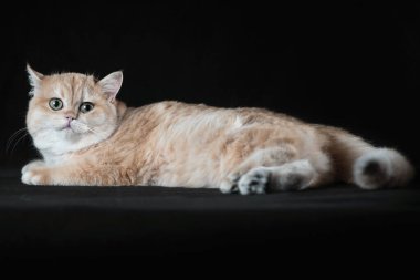 Siyah bir arka planda uzanan tatlı İngiliz kısa hava kedisi.