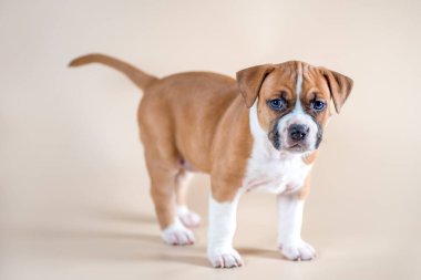 Açık bej arka planda mavi gözlü, kırmızı beyaz Staffordshire Terrier köpeği.