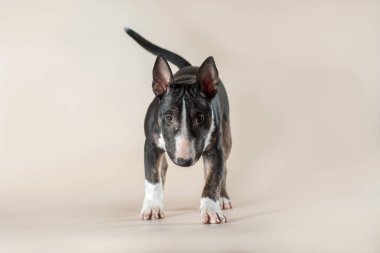 mini bull terrier breed dog looking straight at a light beige background