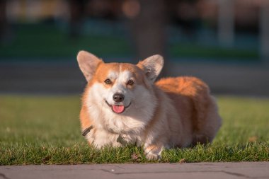 Galli Corgi Pembroke köpeği yazın manikürlü yeşil çimlerde yatıyor.