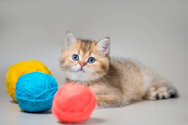 Mavi gözlü kedicikler bej arka planda üç yün yumağı olan altın İngiliz steyşın üreticisi.