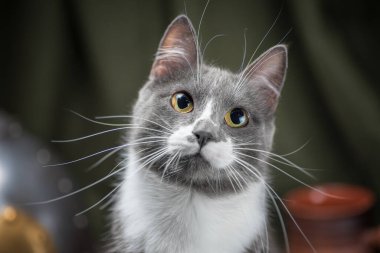 Koyu yeşil arka planda sarı gözlü, yetişkin bir melez kedi.