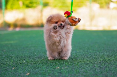 happy pomeranian puppy playing  with a plush toy duck on an artificial lawn