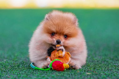 Brooding pomeranian puppy nibbles a plush toy duck on an artificial lawn