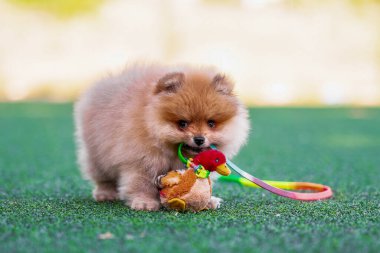 romp pomeranian puppy nibbles a plush toy duck on an artificial lawn