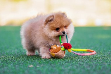 romp pomeranian puppy nibbles a plush toy duck on an artificial lawn