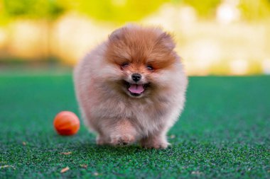 happy Pomeranian puppy runs across an artificial lawn on a sunny day next to an little orange dog ball