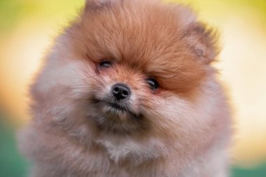 portrait of a red-haired pomeranian spitz puppy close-up