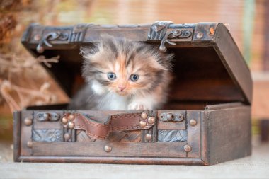 İskoç kıvrımlı üç renkli tekir kedi yavrusu kırsal bir arka planda dekoratif dower sandığı içinde