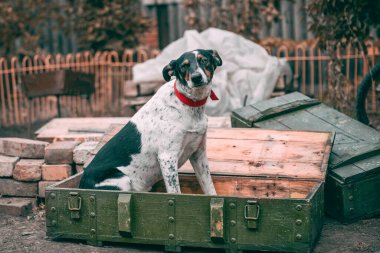 life in Mariupol, a mongrel dog sits in a box of shells with the inscription in Russian 