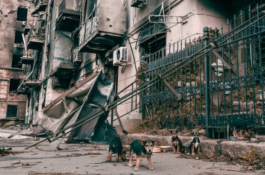 mongrel homeless puppies next to a burned-down multi-store