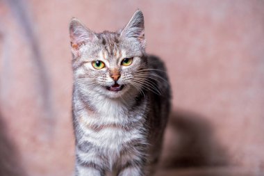 Kanepede sırıtan huysuz kedi yavrusu. Yapay kürkten yapılmış açık kahverengi bir ekoseyle kaplı.