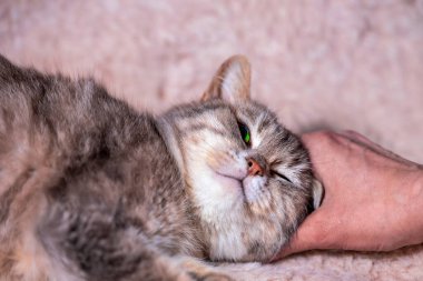 pet care human hand is scratching behind the ear of a mongrel cat that is lying on the sofa covered with a light fur blanket
