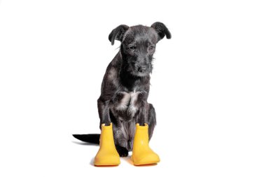 Beyaz bir stüdyonun arka planında sarı lastik çizmeli, siyah renkli üzgün bir köpek yavrusu.