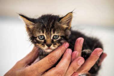 Evcil hayvan bakımı zavallı kedi yavrusu insanların elinde.