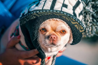 Komik chihuahua cinsi köpek. Büyük bir kış örgü şapkası sahibinin elinde.