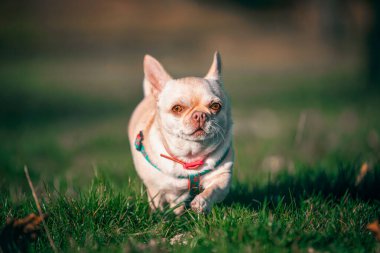 Gün batımında yeşil çimlerin üzerinde koşan komik küçük bir chihuahua köpeği.