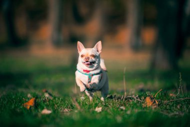 Mutlu küçük bir chihuahua köpeği gün batımında yeşil çimlerin üzerinde koşuyor.