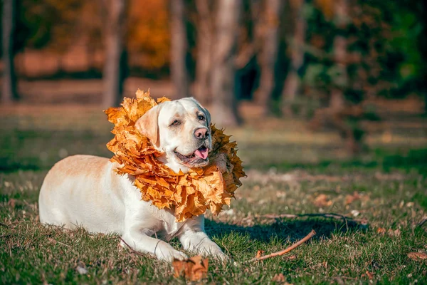 autumn happy adult Labrador dog of fawn color smiling with a wreath of yellow maple leaves around his neck