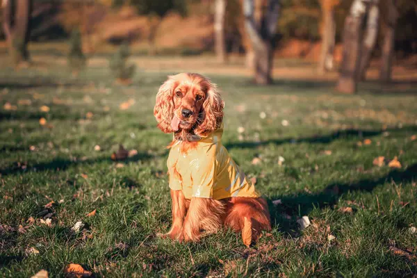adult spaniel breed dog of bright red color dressed in a yellow plastic raincoat sitting on a mowed lawn funny sticking out his tongue