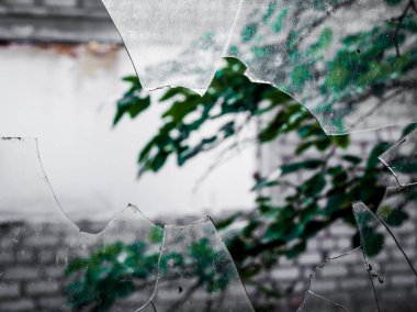 bir ağaç dalı ile kırık bir kirli cam görünümü
