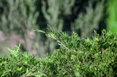Parktaki yeşil ağaç dalı. Yaklaş.