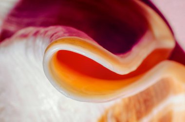 büyük okyanus kabuğu Soyut doku turuncu makro closeup parçası