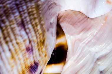 büyük okyanus kabuğu Soyut doku turuncu makro closeup parçası