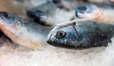 Balık pazarında taze balık var. Kapatın.