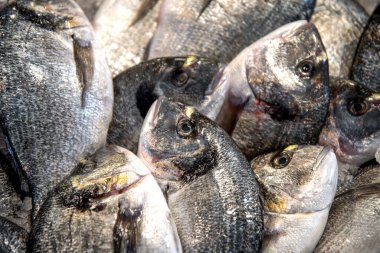 Birçok dorado balığının market tezgahındaki deseni