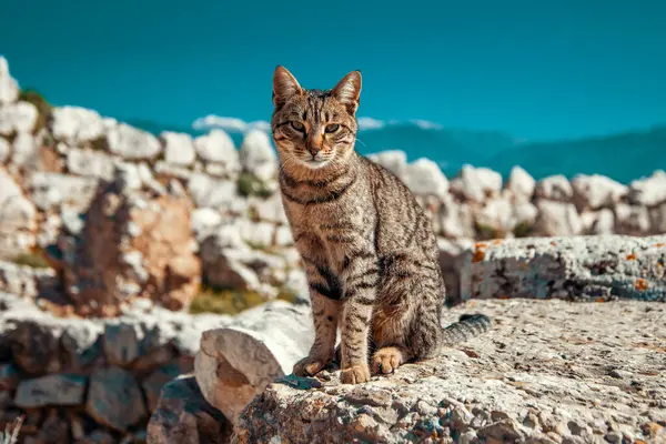 adult tabby cat sits on the ancient ruins of the Mycenaean fortress against the backdrop of the mountains