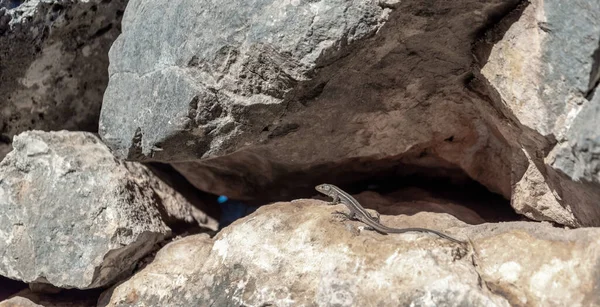 one lizard basking on a stone close up