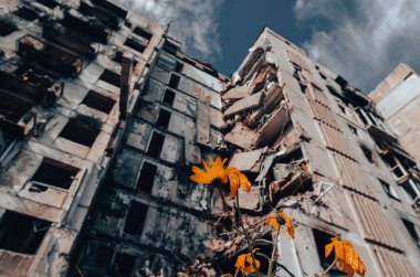 yellow flowers against the background of a destroyed house and a blue sky war Ukraine Russia