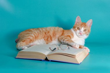 Sersemlemiş kırmızı-beyaz melez kedi, turkuaz bir arka planda yuvarlak okuma gözlükleriyle açık bir kitabın üzerinde yatıyor.