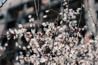 Ukrayna şehrindeki yıkılmış ve yanmış evlerin arka planına karşı beyaz çiçeklerin çiçek açması ve yeniden canlanması