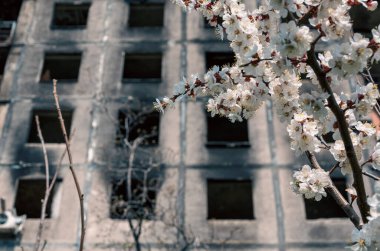Ukrayna şehrindeki yıkılmış ve yanmış evlerin arka planına karşı beyaz çiçeklerin çiçek açması ve yeniden canlanması