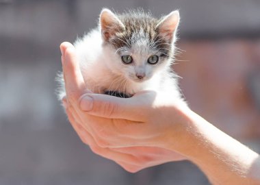 Evcil hayvan bakımı küçük melez kedi erkeklerin elinde.