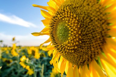 Sarı yapraklı olgun ayçiçeği yakın çiftlik arka planında
