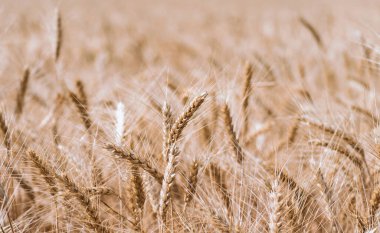 bir çiftlik alanında buğday spikelets yakın