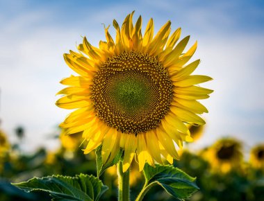 Açık sarı ayçiçeği ve iki yeşil yaprak bir tarlada mavi gökyüzü arka planında