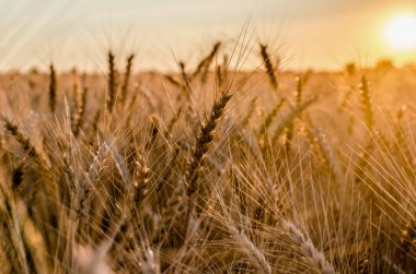 Olgun kulaklara günbatımı güneş arka plan sahasında çavdar