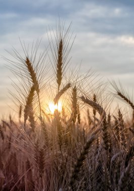 Gün batımında buğday başakları bulanık doğa arka plan hasadı