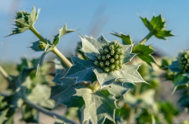 yeşil çiçekler ve eryngium yaprakları yakın