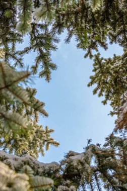 aşağıdan ateş mavi gökyüzü karşı karla kaplı köknar dalı yuvarlak çerçeve