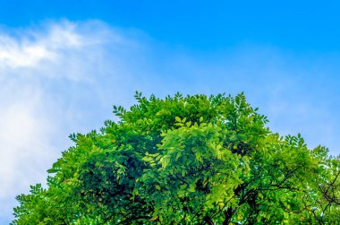bir ağacın beyaz bulutlar ile mavi gökyüzü karşı yeşil yaprakları ile