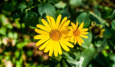 Yeşil yaprakların arka planında sarı yapraklı parlak çiçekler.
